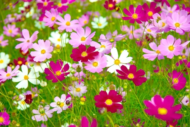 9月の花 コスモス 秋の入り口のごあいさつ