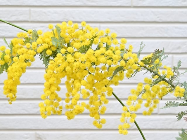 3月の花 ミモザ 春の季節のあいさつ