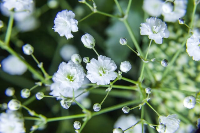 12月の花 カスミソウ 年末の時候のあいさつ
