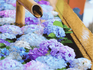 花手水とは？意味・作法・楽しみ方｜心を清める日本の美しい習わし