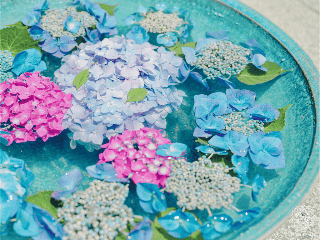 花手水とは？意味・作法・楽しみ方｜心を清める日本の美しい習わし