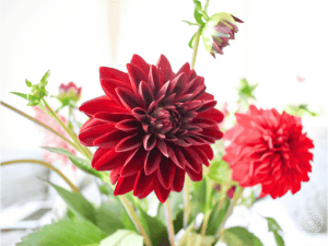 赤い花の意味と贈り方｜情熱・愛・風水で選ぶ花ギフト