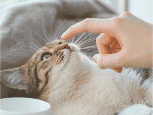 猫ちゃんに花はNG？｜愛猫家のための安心な花の選び方