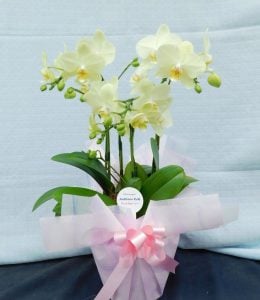 可愛くラッピングしてもらい花が大好きな母も大喜びでした。